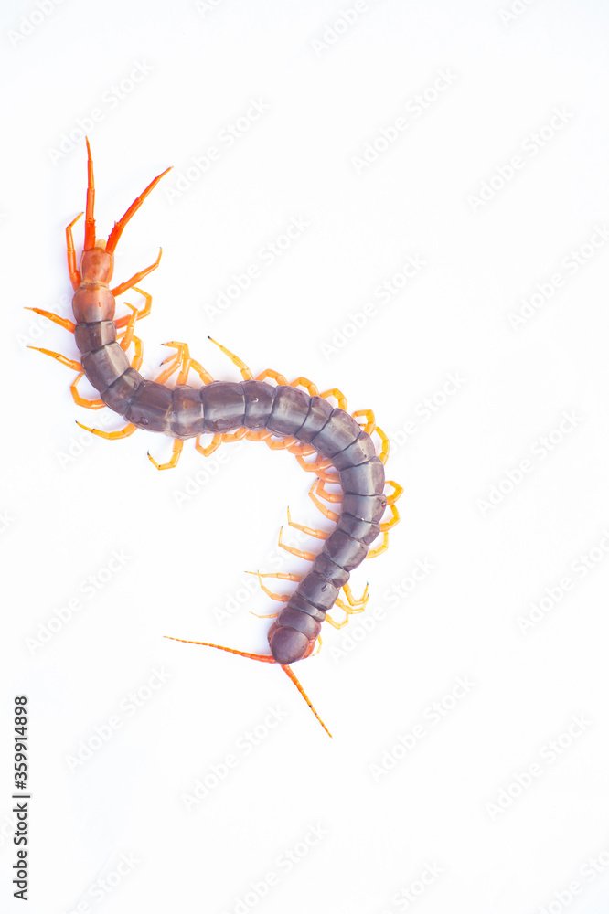 Obraz premium Centipede is a poisonous animal with many legs that can bite and release poison to enemies.