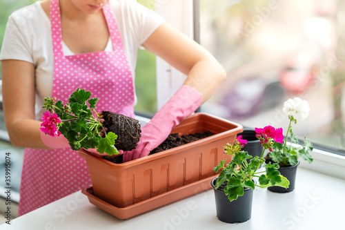 Woman in pink apron and pink rubber gloves planting flower into flowerpot. Florist planting flower into pot by hands. Gardening at spring. Potted flowering plant