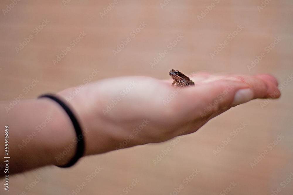 Brown Italian stream frog (Rana italica) on a hand