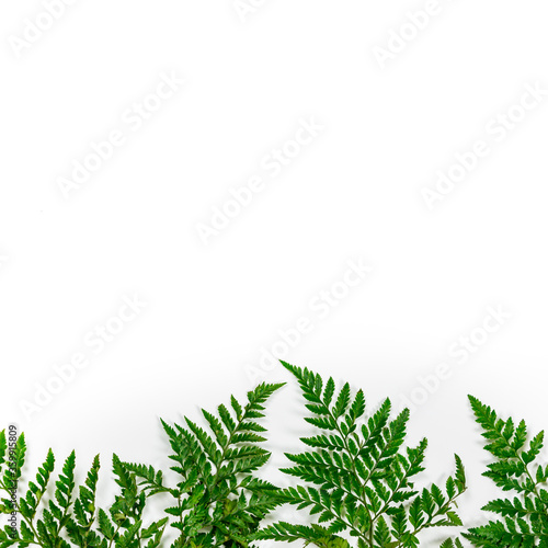 Green Fern Leaves or Leather Leaf on White Background. Selective focus.