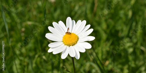 white daisy flower