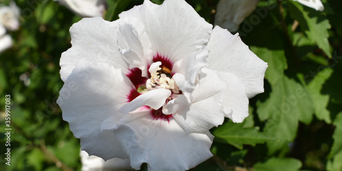 white and red flower