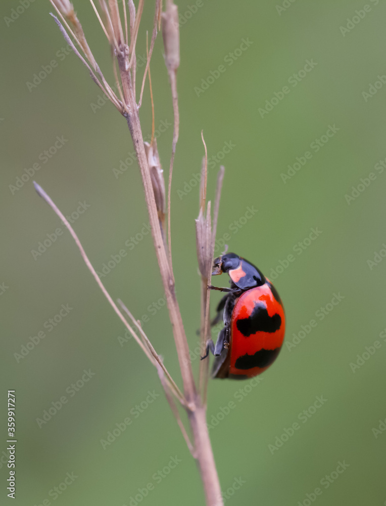 Colourful ladybug perching on the branch of the tree Colourful ladybug perching on the branch of the tree