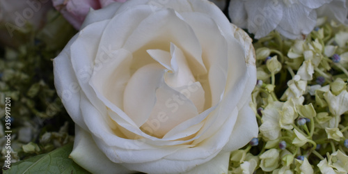 white rose closeup