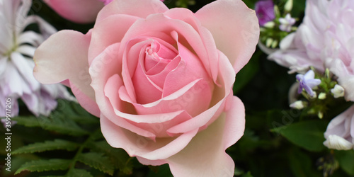 pink rose in a garden