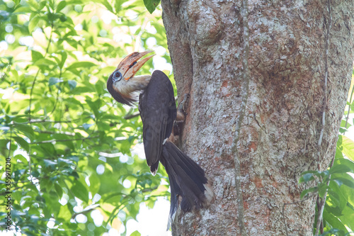 Male Brown Hornbill perching in front of the nest feeding the female and baby bird