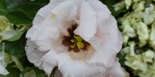 white poppy flower