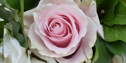 pink rose closeup