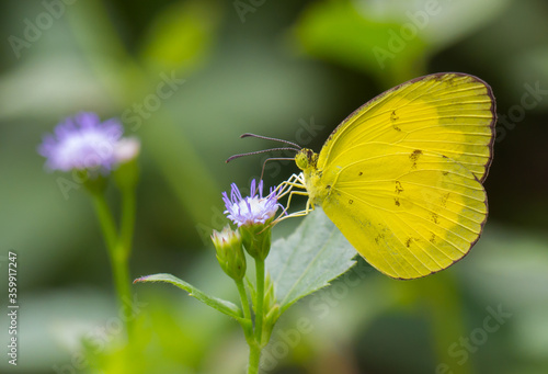 Beautiful butterfly perching on the flower © Annop
