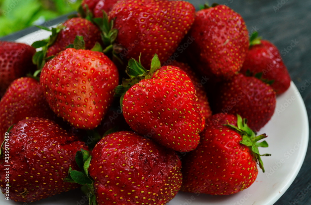 Harvesting of fresh ripe big red strawberry fruit in Dutch greenhouse Harvesting of fresh ripe big red strawberry fruit in Dutch greenhouse