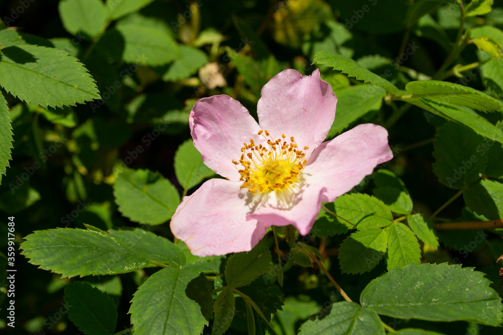 Pink rosehip with delicate petals and green leaves. Pink rosehip with delicate petals and green leaves.