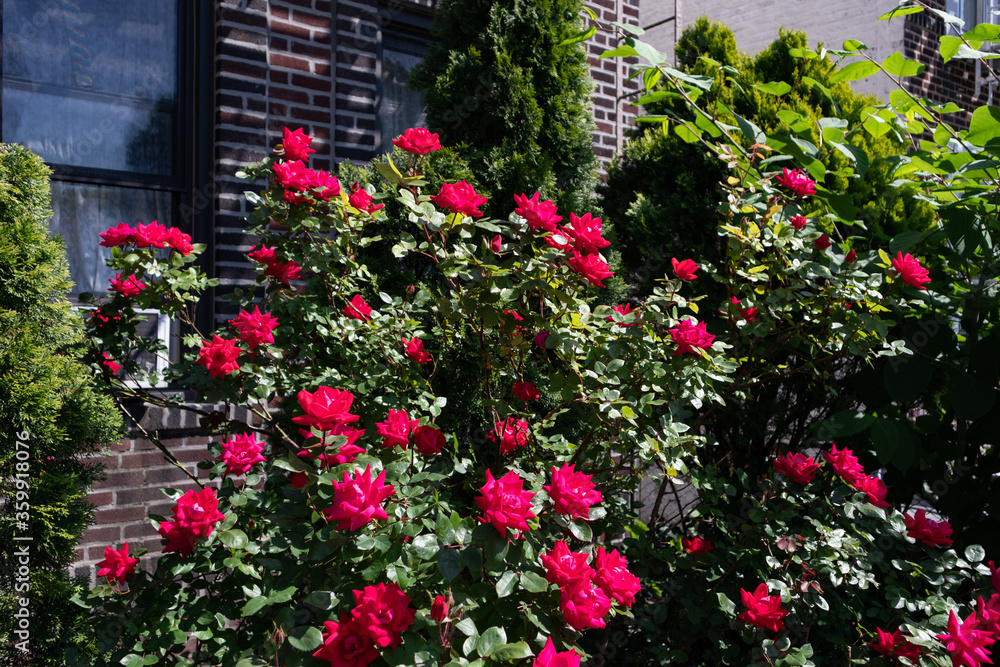 Beautiful Red Rose Bush during Spring in a Residential Garden in Astoria Queens New York