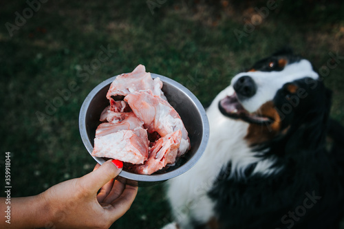Bernese mountain dog eats raw food. Fresh dog food. Dog eating turkey bone.