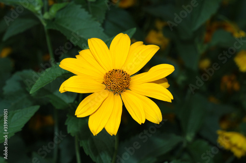 Yellow daisies in the garden. Yellow chic flower.