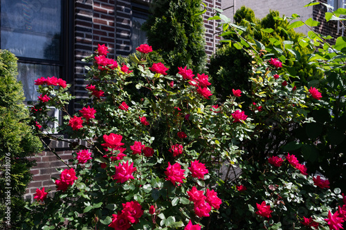 Beautiful Red Rose Bush during Spring in a Residential Garden in Astoria Queens New York