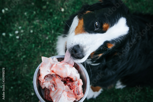 Bernese mountain dog eats raw food. Fresh dog food. Dog eating turkey bone.