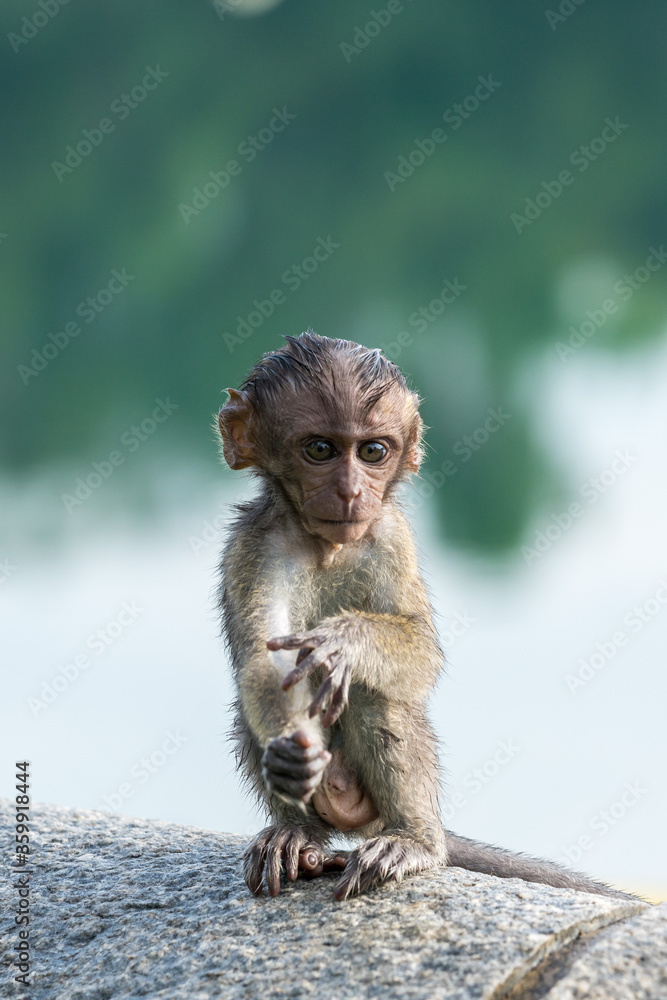 Baby long-tailed macaque monkey in the wild