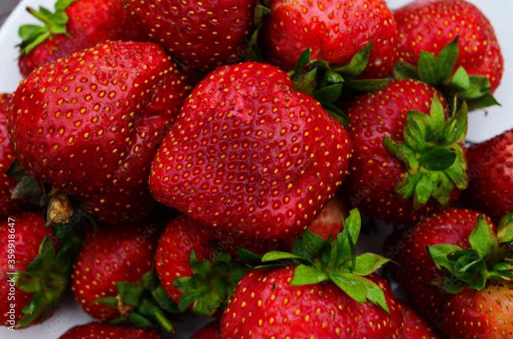 Harvesting of fresh ripe big red strawberry fruit in Dutch greenhouse Harvesting of fresh ripe big red strawberry fruit in Dutch greenhouse