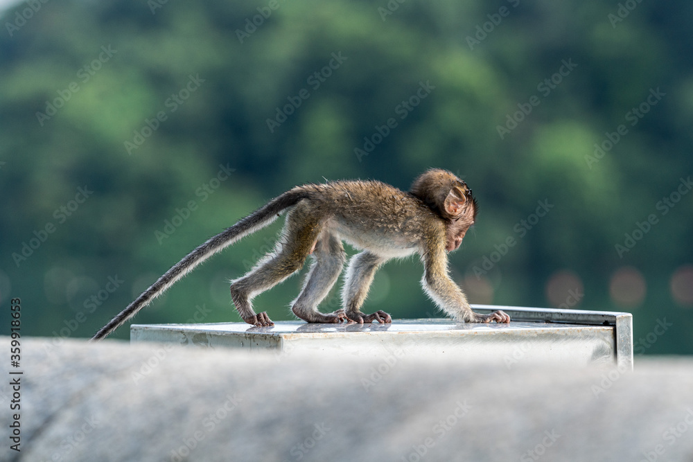 Young long-tailed macaque monkey in the wild Young long-tailed macaque monkey in the wild