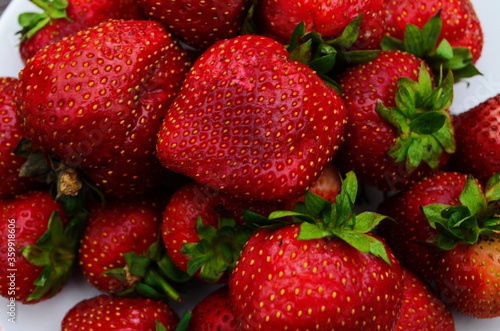 Harvesting of fresh ripe big red strawberry fruit in Dutch greenhouse