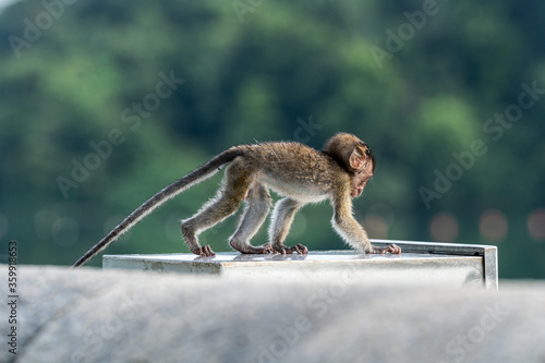 Fototapeta Naklejka Na Ścianę i Meble -  Young long-tailed macaque monkey in the wild