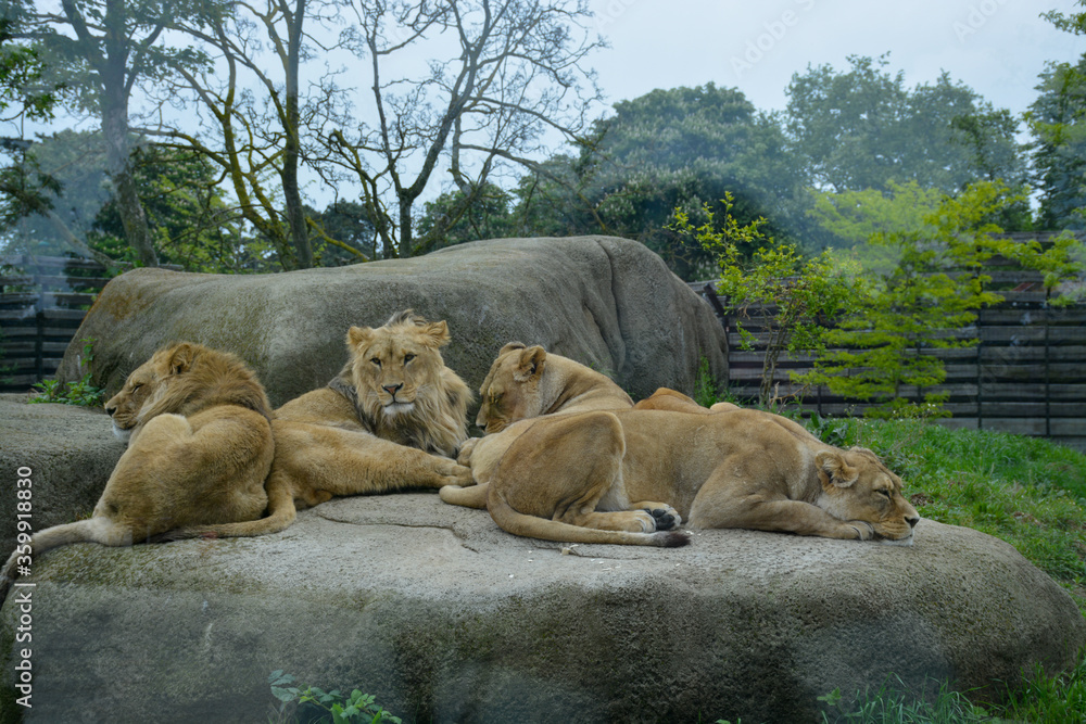 a pack of lionesses sleeping on a rock a pack of lionesses sleeping on a rock
