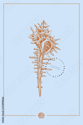 Hand-drawn Murex cockleshell vector illustration on a blue background. Ancient molluscan engraved line. Fauna of the sea and ocean in retro style. Design element for invitation, poster, postcard.