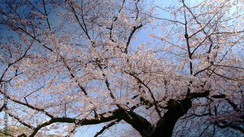  Japanese cherry blossoms 11