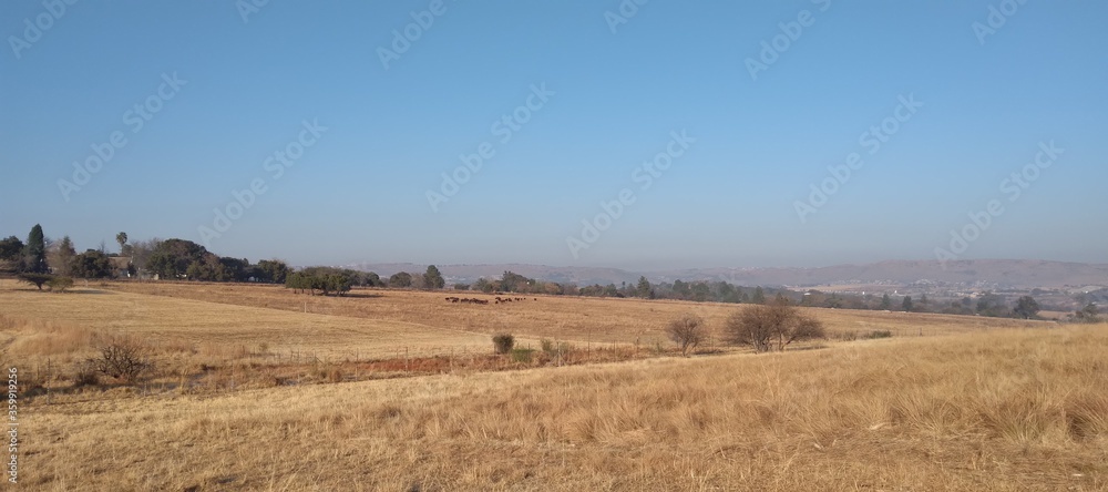 A scenic photograph taken in the winter of a bright blue sky over a farm landscape with dull brown grass fields and large leafy bushy trees in the far background