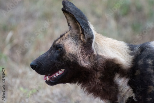 African wild dog (Lyacaon pictus) in the Sabi Sands Reserve, South Africa