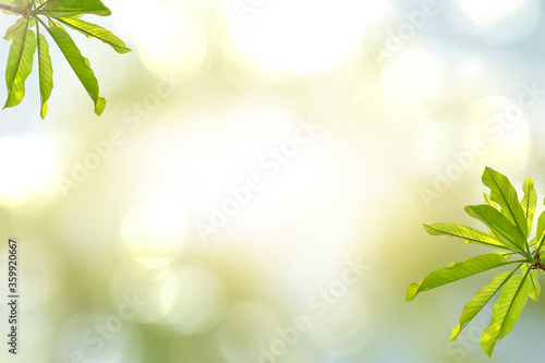 Natural green leaves, blurred backgrounds with beautiful circular bokeh.