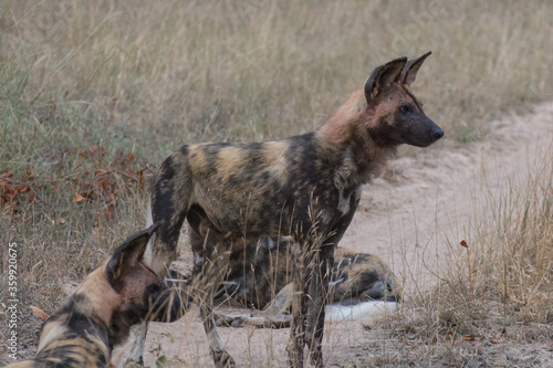 African wild dog (Lyacaon pictus) in the Sabi Sands Reserve, South Africa © Mark Hunter