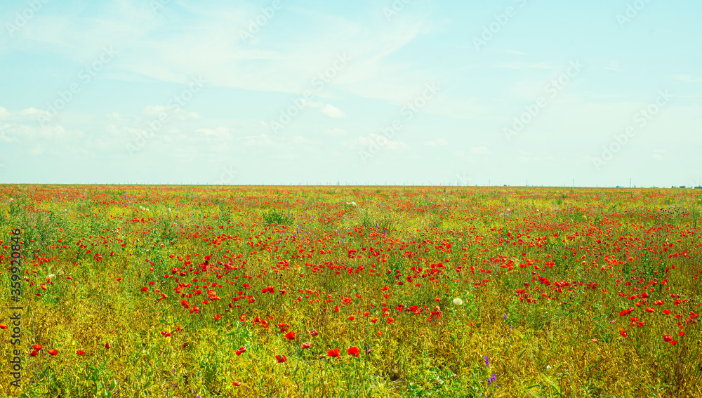 Pea field with poppies. Red poppies in the meadow. Horizontal background With sky and flowering meadow. Copy space for text.