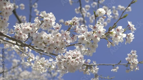  Japanese cherry blossoms 10