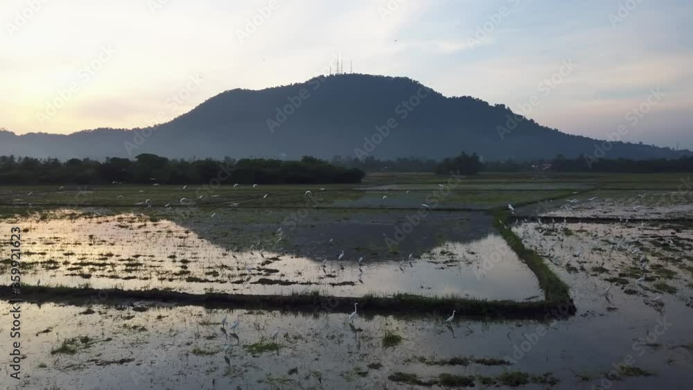 Egret birds fly in morning. Sunrise morning. Egret birds fly in morning. Sunrise morning.