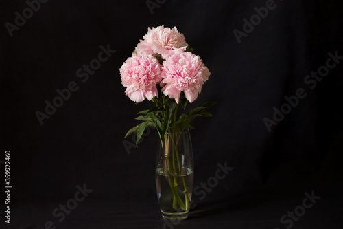Wallpaper Mural Blooming peony on a black background Torontodigital.ca