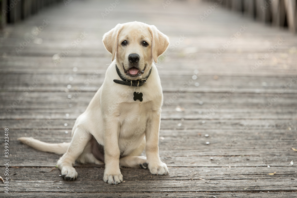 Adorable labrador dog on the wooden bridge Adorable labrador dog on the wooden bridge