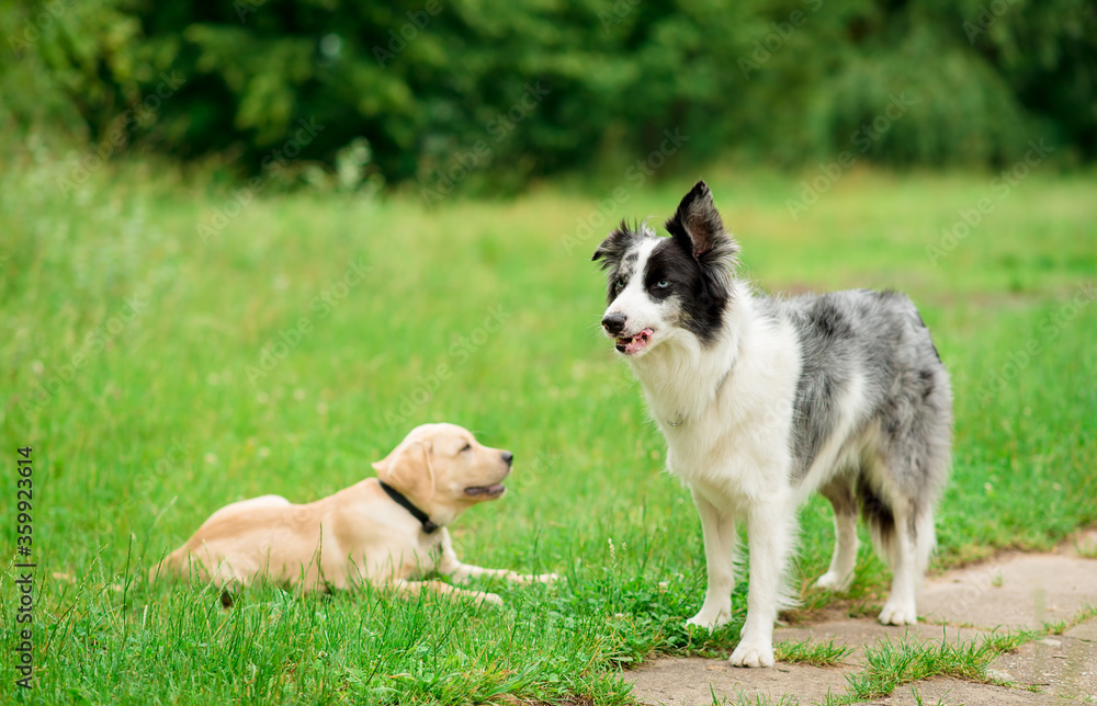 Border collie dog and his friend in park Border collie dog and his friend in park