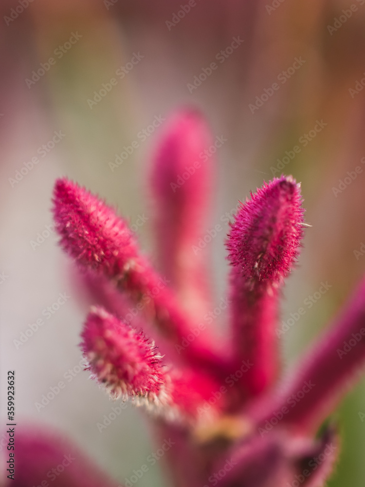 Kangaroo paw flower Kangaroo paw flower
