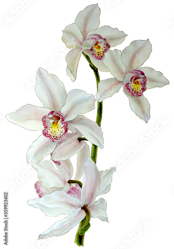 Foto Watercolor cymbidium orchid branch, hand drawn floral  illustration isolated on a white background