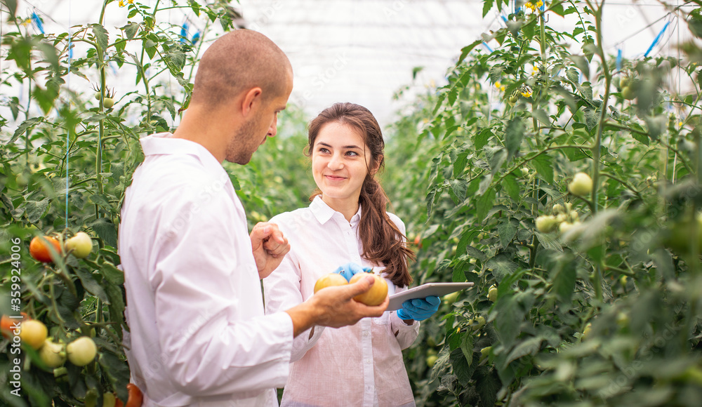 Obraz premium Scientists check the seedlings in the greenhouse. Checking the greenhouse with tomatoes. Check in the tablet.