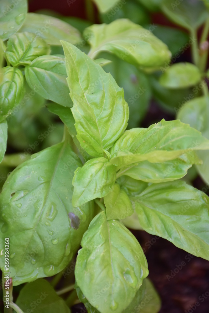 Foglie di basilico