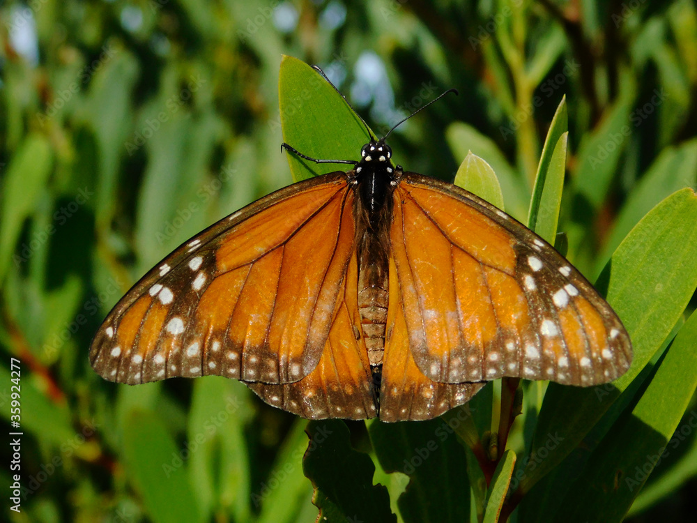 Fototapeta premium monarch butterlfy on leaf