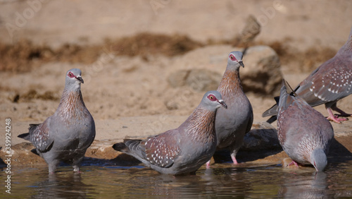 Group of speckled pigeons drinking water