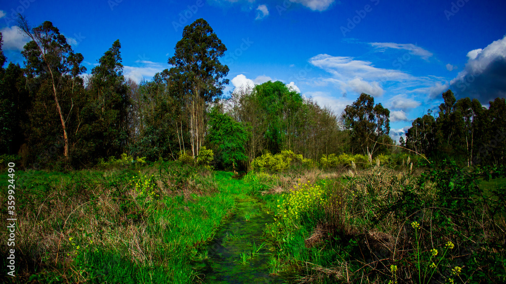 Fototapeta premium campo silvestre