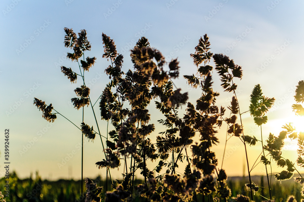 Obraz premium wheat field at sunset