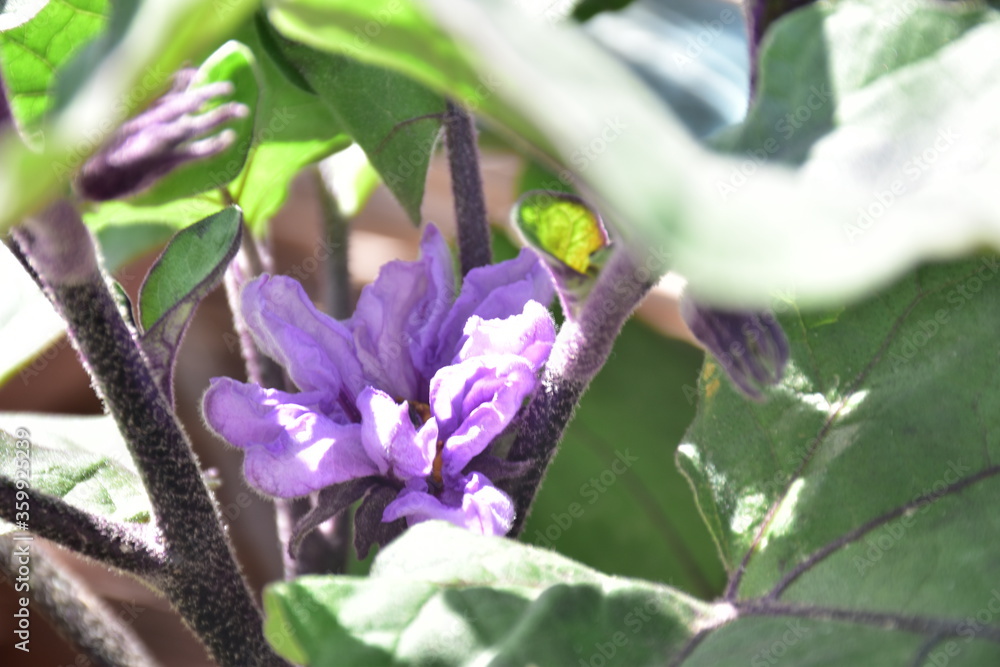 fiori di melanzana, orto estivo,Sicilia