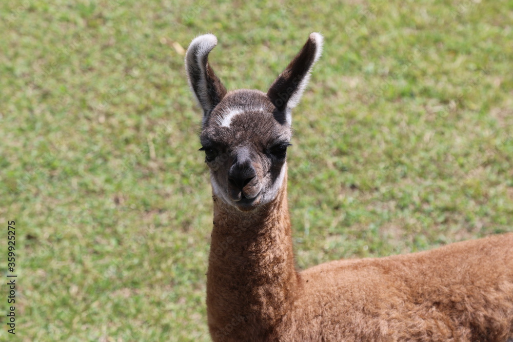 Fototapeta premium Llama in the field near Machu Pichu City