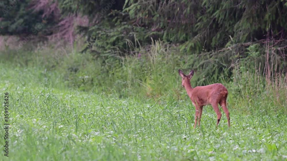 Young roe deer female watch and play with two fawns in the field, summer, (capreolus capreolus), germany
Young roe deer female watch and play with two fawns in the field, summer, (capreolus capreolus), germany