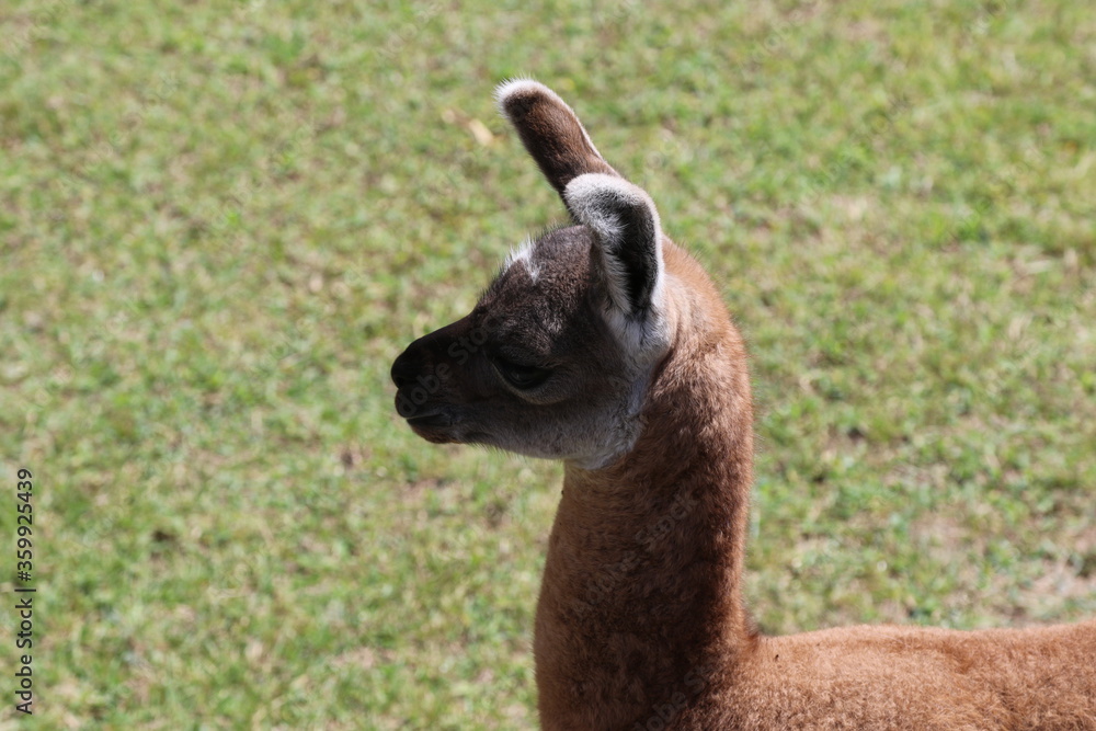 Llama in the field near Machu Pichu City